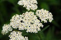 White and Yellow Achillea millefolium - yarrow - blossoms